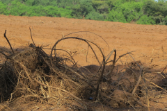 Forest-had-previously-been-cleared-like-this-from-our-land.