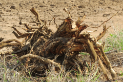 Trees-were-torn-down.