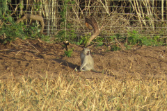 Wildlife-conflict-when-there-habitat-is-destroyed-1