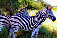 We introduced zebra that subsequently befriended us.