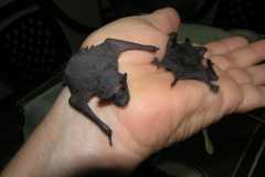 Bats