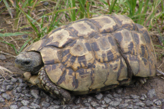 Tortoise
