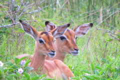 Impala