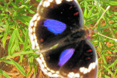 Butterfly