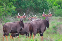 Nyala