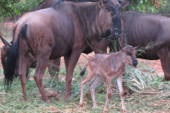 Baby Wildebeest
