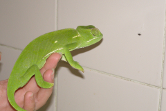 Chameleon