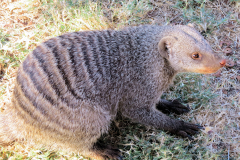 mongoose-1