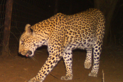 One of Suni-Ridge’s beautiful leopard photographed on a cam camera.