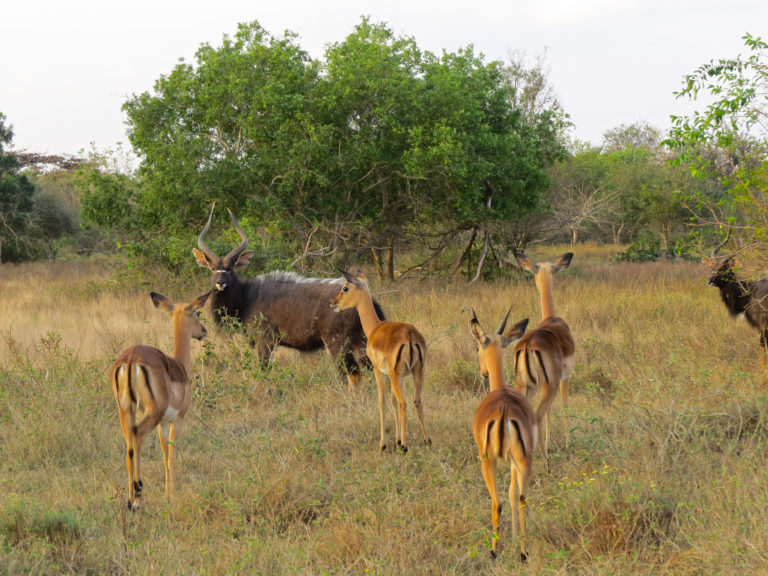 A New Beginning for Our Nyala